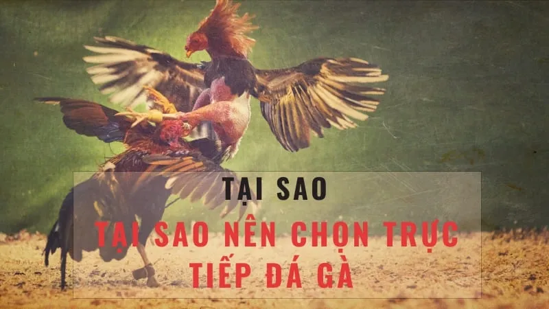 Lịch sử và Phát triển của Đá Gà Thomo