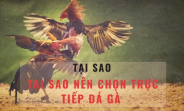 Đá Gà Thomo Hôm Nay C1 - Trực Tiếp và Kết Quả Cập Nhật